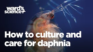 Caring and Culturing for Daphnia [upl. by Eimarrej457]