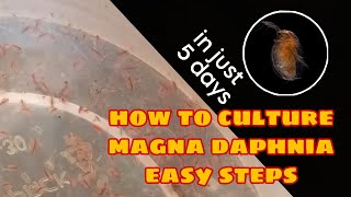 How to Culture Magna Daphnia Easily [upl. by Nirek699]