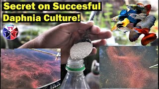 How to Culture Daphnia Successfully [upl. by Winfred129]