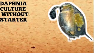 HOW TO CULTURE DAPHNIA NATURALLY WITHOUT A STARTER [upl. by Tareyn]