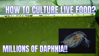 How to Culture Daphnia Secret Method to Breed MILLIONS  Simply Aquatic [upl. by Applegate]