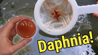 How I Culture Daphnia In Outdoor Tubs [upl. by Ezri]