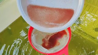 How to culture daphnia  Daphnia culture  How to grow daphnia outdoor [upl. by Eadahs]