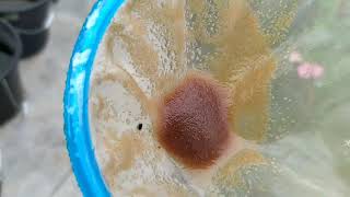 How to culture daphnia moina in a small container Part 1 English Subtitle [upl. by Rivy]