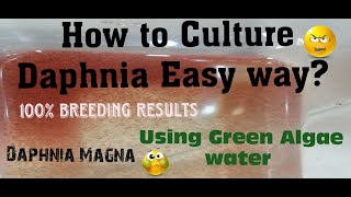 Daphnia MagnaHow to Culture Daphnia Easy wayCulturing Daphnia using Green water Daphnia [upl. by Brottman]