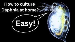 BEST Live Fish Food Beginner guide How to Culture Daphnia at home [upl. by Ilrebmik]