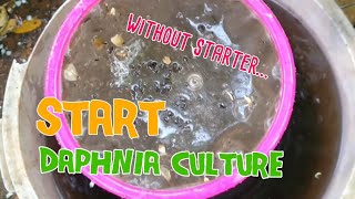 How to culture daphnia moina the easy way 1  Starting the Daphnia culture [upl. by Alet879]