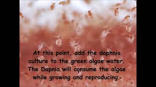 Daphnia  How to grow daphnia in your home [upl. by Clintock]