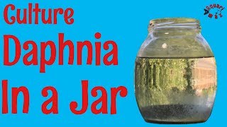 How to Culture Daphnia in a Jar [upl. by Anerul]