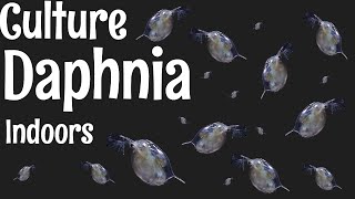 How to Culture Daphnia [upl. by Auop729]