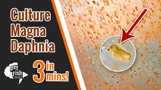 How to culture DAPHNIA MAGNA  The easy way [upl. by Goulette]