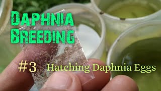 Daphnia Culture made simple and easy 3  Hatching Daphnia eggs [upl. by Asillam894]