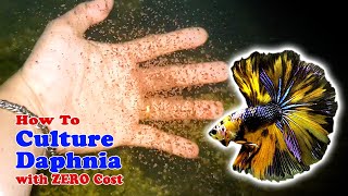 How to Culture Daphnia with ZERO Cost  Unlimited Live Food For Our Fish [upl. by Ecinev415]