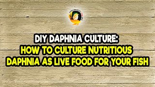 DIY Daphnia Culture How to Culture Nutritious Daphnia as Live Food for Your Fish [upl. by Albin832]