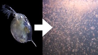 How I Culture Daphnia [upl. by Oiuqise769]