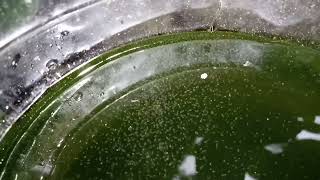 DAPHNIA MOINA CULTURE IN A SMALL BUCKET [upl. by Ilrebma]