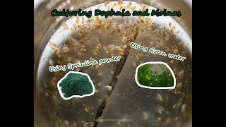 How To Culture Daphnia and Moinas using Green Water Spirulina powder [upl. by Otis]