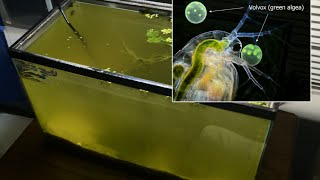 Raising Daphnia for the Freshwater Aquarium [upl. by Ariec]