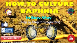 HOW TO CULTURE DAPHNIA In Easy Way [upl. by Debbi758]